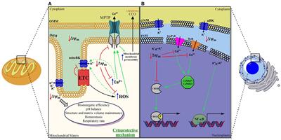 BK in Double-Membrane Organelles: A Biophysical, Pharmacological, and Functional Survey
